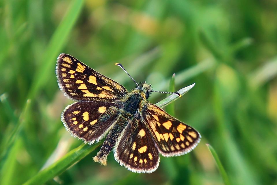 Carterocephalus palaemon - kockás busalepke