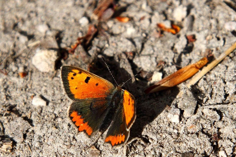 Lycaena phlaeas - közönséges tűzlepke
