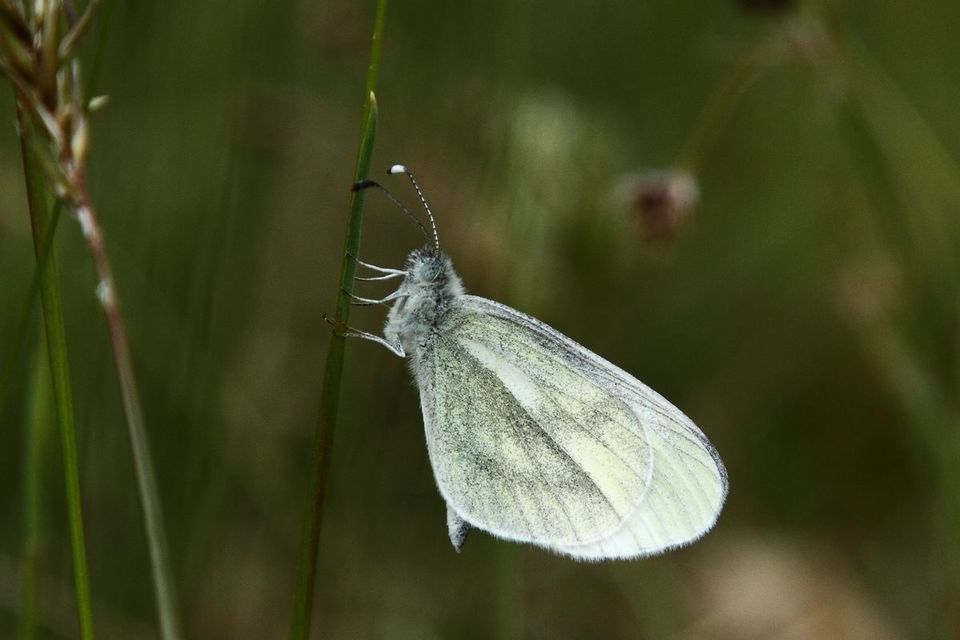 Leptidea sinapis - mustárlepke