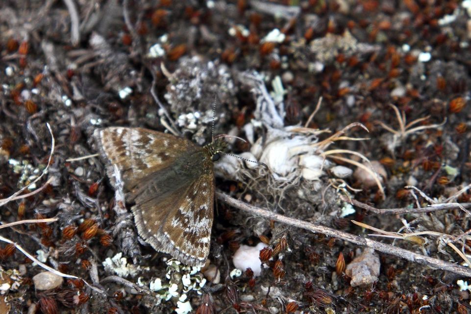Erynnis tages - cigánylepke