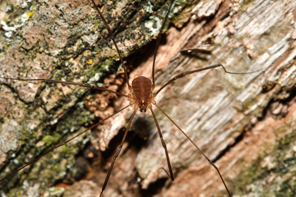 Nelima sempronii