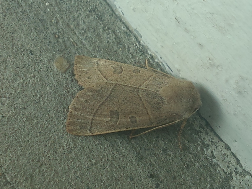 Mesogona acetosellae - madársóskabagoly