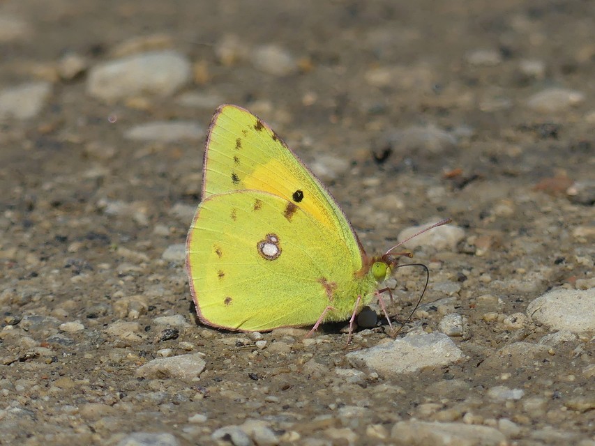 Colias croceus - sáfránylepke