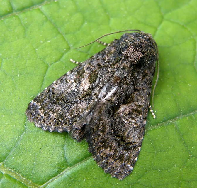 Anophia leucomelas - déli folyófűbagoly