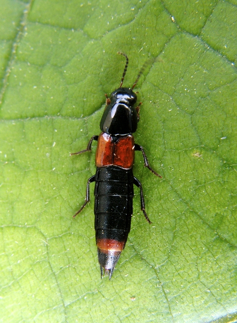 Astrapaeus ulmi - pirosöves mohaholyva