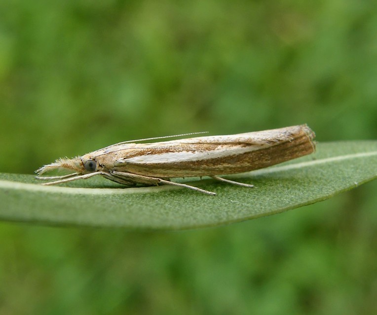 Agriphila