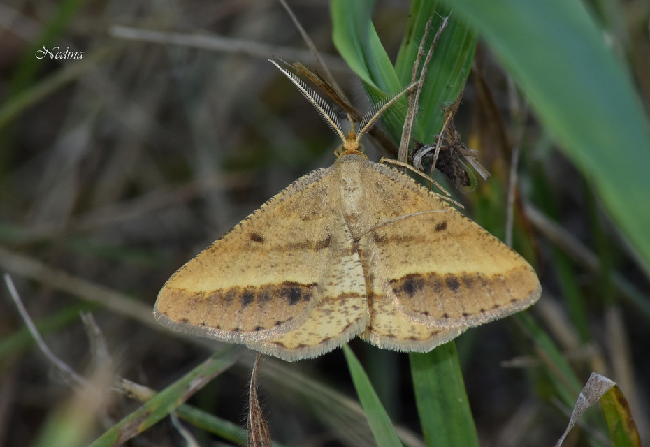 Tephrina arenacearia - lucerna-araszoló