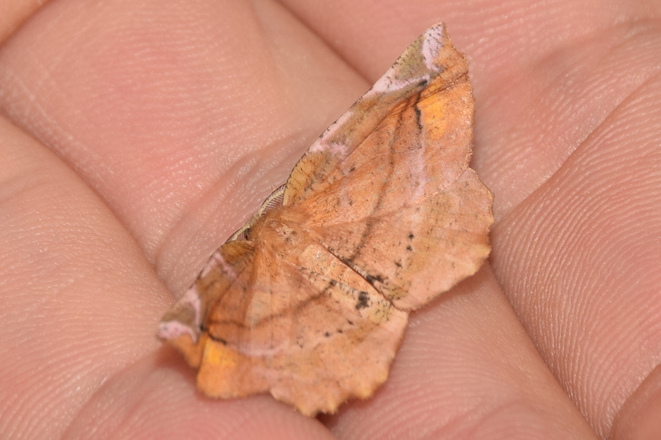 Apeira syringaria - orgona-araszoló