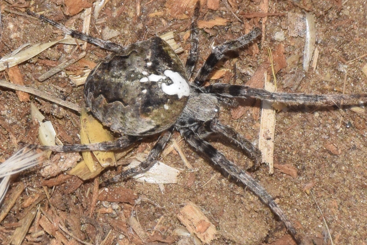 Araneus circe - hamvas keresztespók