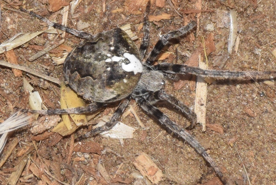 Araneus circe - hamvas keresztespók