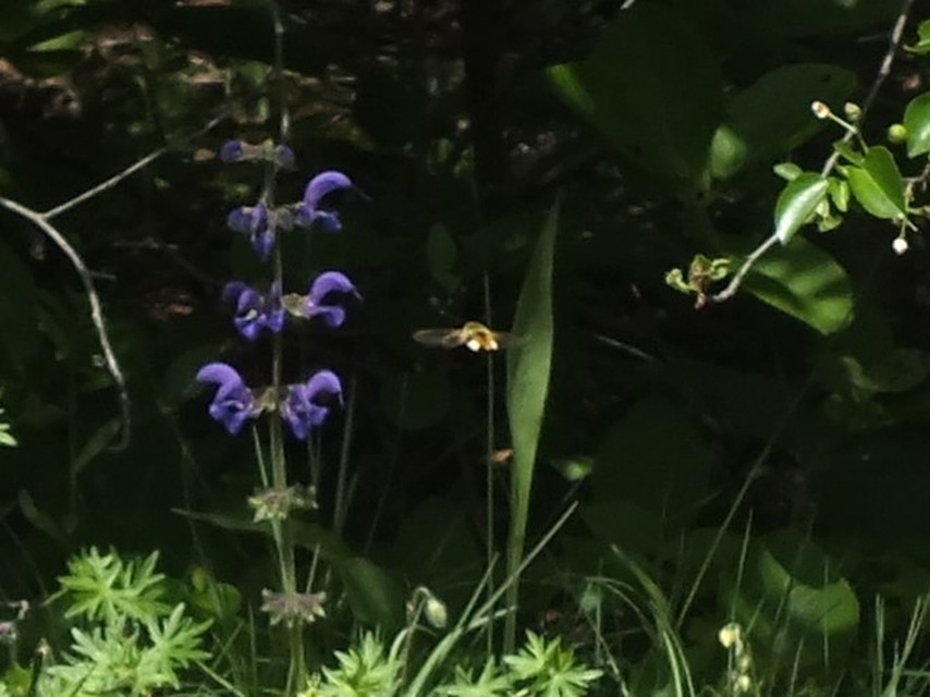 Hemaris tityus - pöszörszender