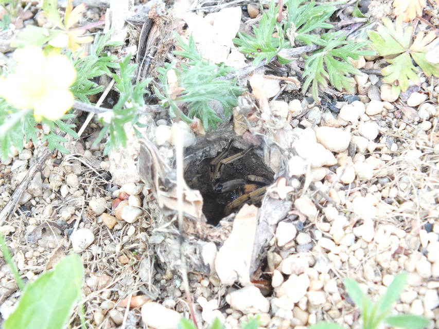 Geolycosa vultuosa - pokoli cselőpók