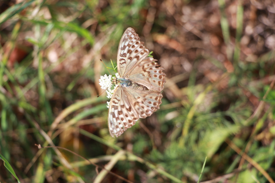 Argynnis paphia - nagy gyöngyházlepke