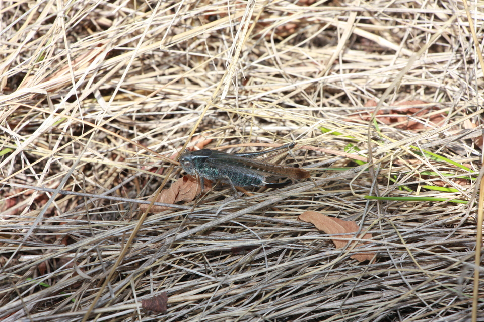 Platycleis grisea - szürke rétiszöcske