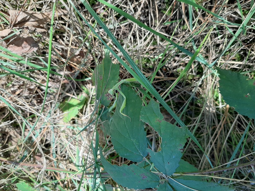 Mantis religiosa - imádkozósáska