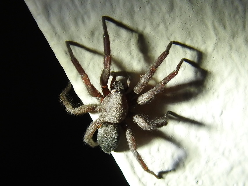 Scotophaeus