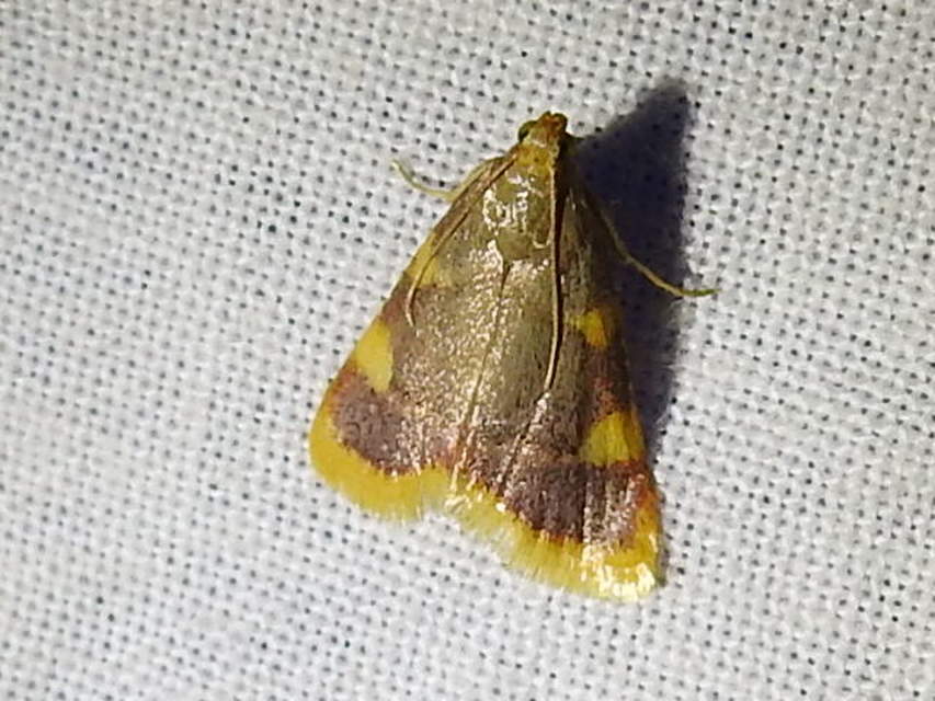 Hypsopygia costalis - szénailonca