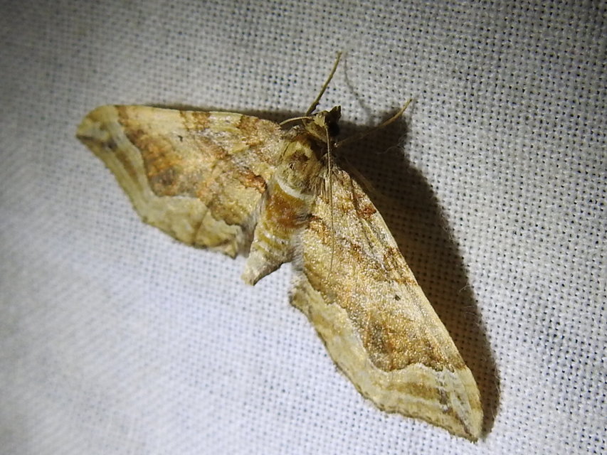 Pelurga comitata - nagy tarkaaraszoló