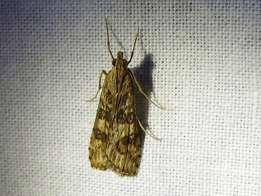 Nomophila noctuella - közönséges vándormoly
