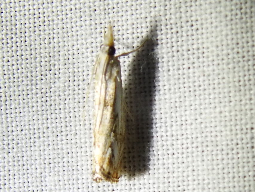 Catoptria