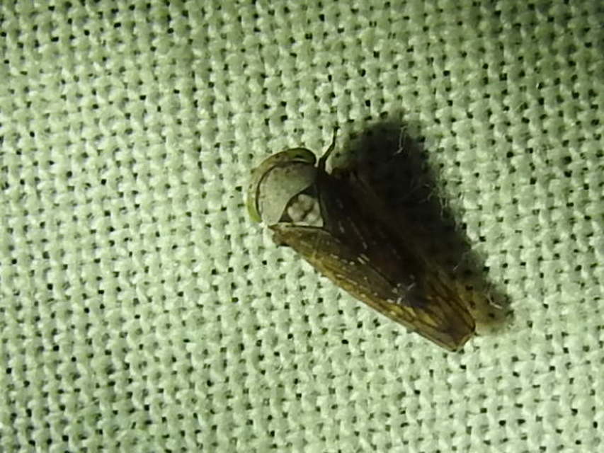 Cicadellidae - mezeikabócák