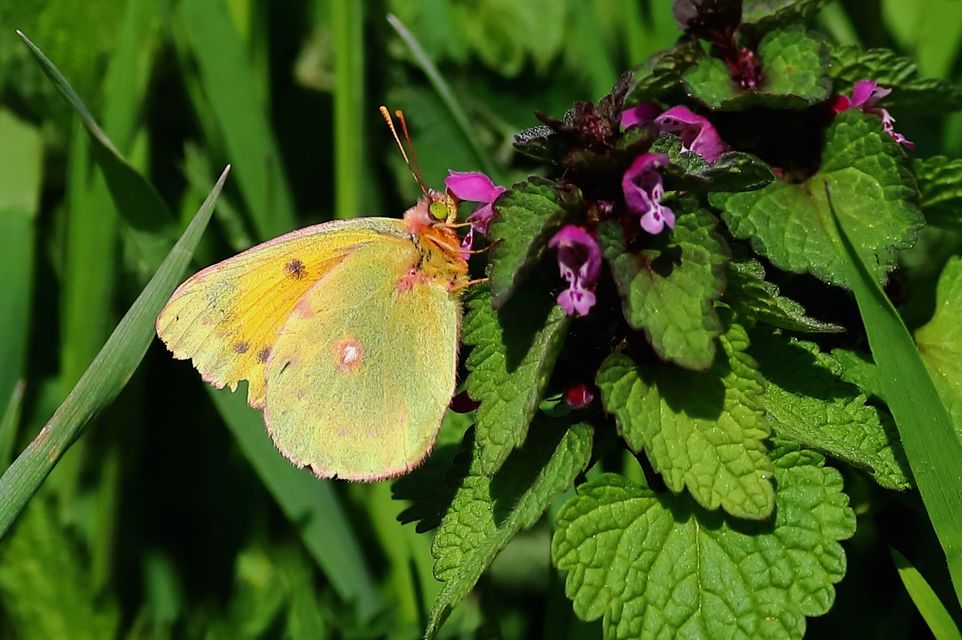 Colias croceus - sáfránylepke