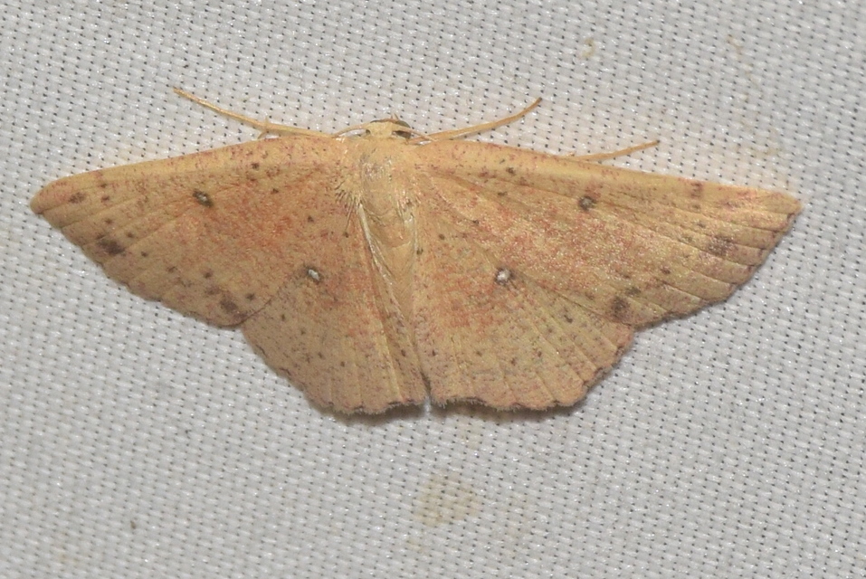 Cyclophora porata - körös pettyesaraszoló