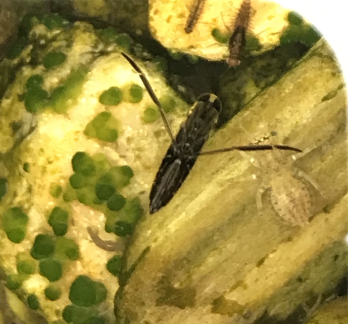 Anisops sardeus