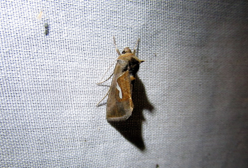 Macdunnoughia confusa - cseppfoltos ezüstbagoly