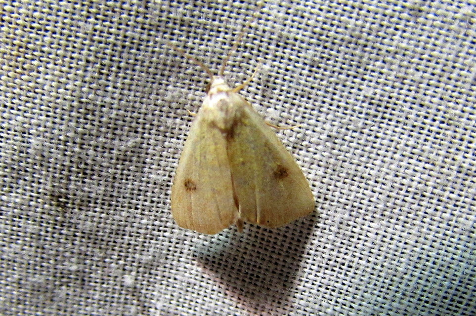 Rivula sericealis - selymes lórombagoly