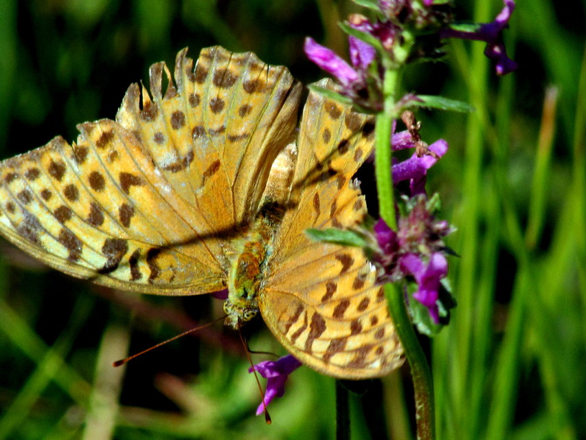 Argynnis paphia - nagy gyöngyházlepke