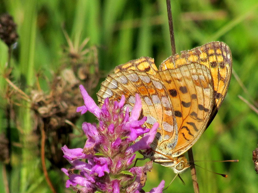 Argynnis adippe - ezüstös gyöngyházlepke