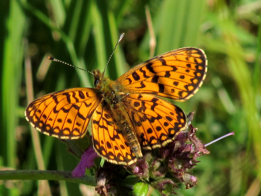 Boloria selene - fakó gyöngyházlepke
