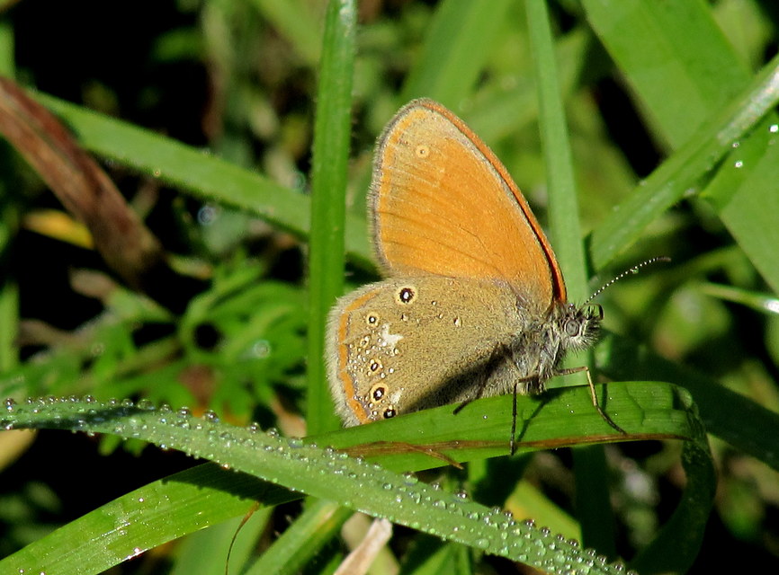 Coenonympha glycerion - közönséges szénalepke