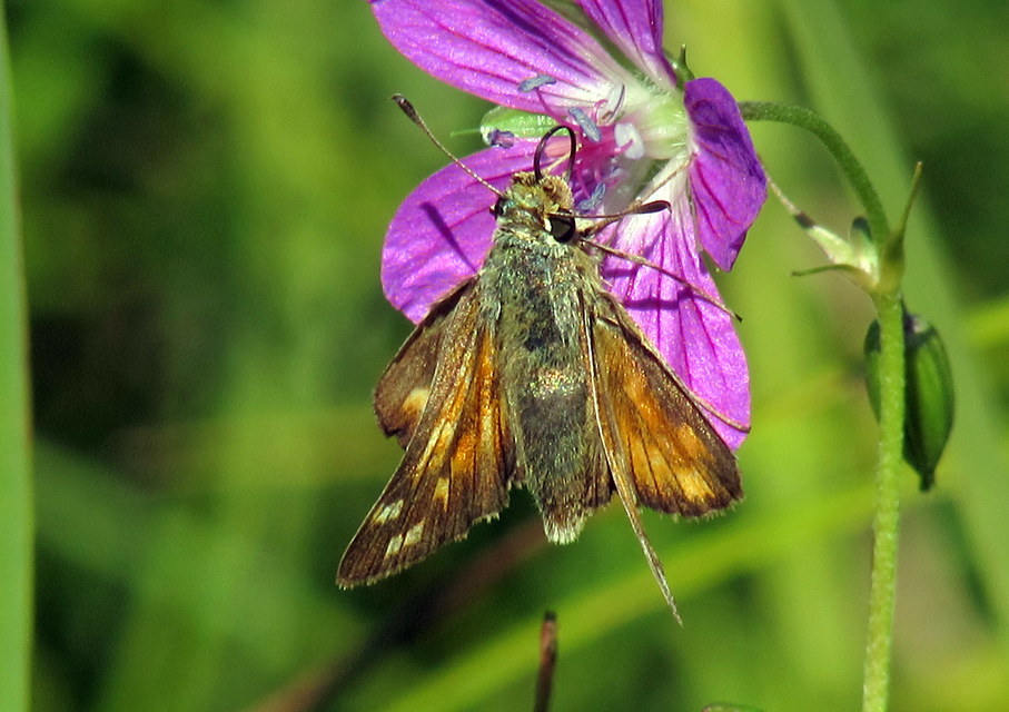 Hesperia comma - vesszős busalepke