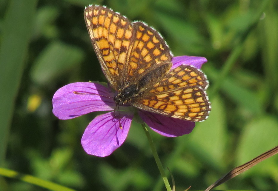 Melitaea athalia - közönséges tarkalepke
