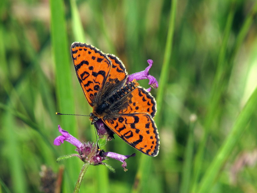 Melitaea didyma - tüzes tarkalepke