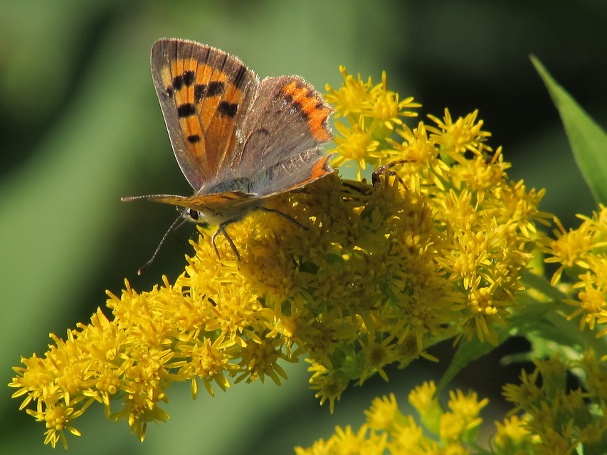 Lycaena phlaeas - közönséges tűzlepke