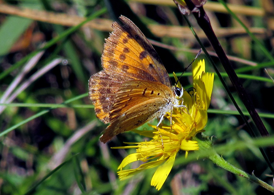 Lycaena virgaureae - arany-tűzlepke