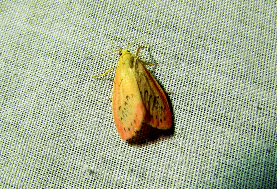 Miltochrista miniata - piros medvelepke
