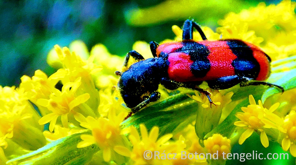 Trichodes apiarius - szalagos méhészbogár