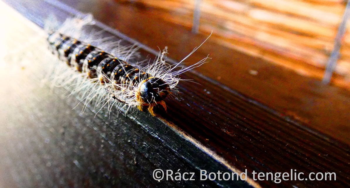 Acronicta megacephala - nagyfejű szigonyosbagoly