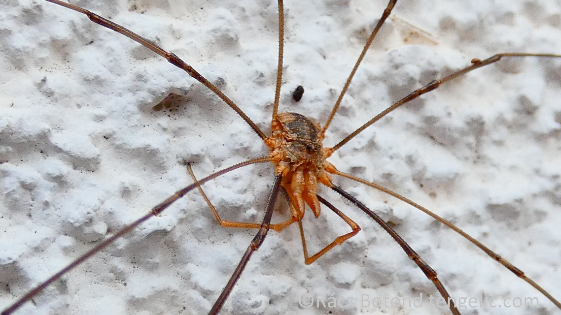 Phalangium opilio