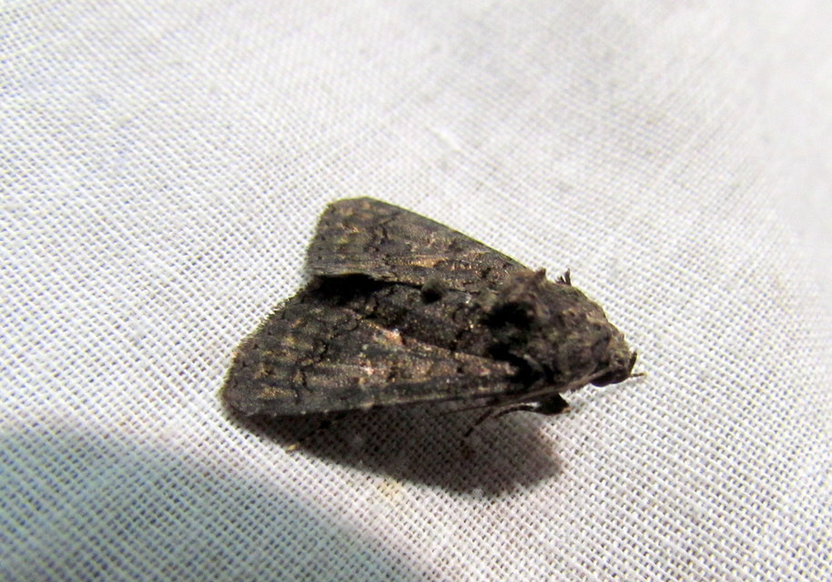 Anophia leucomelas - déli folyófűbagoly