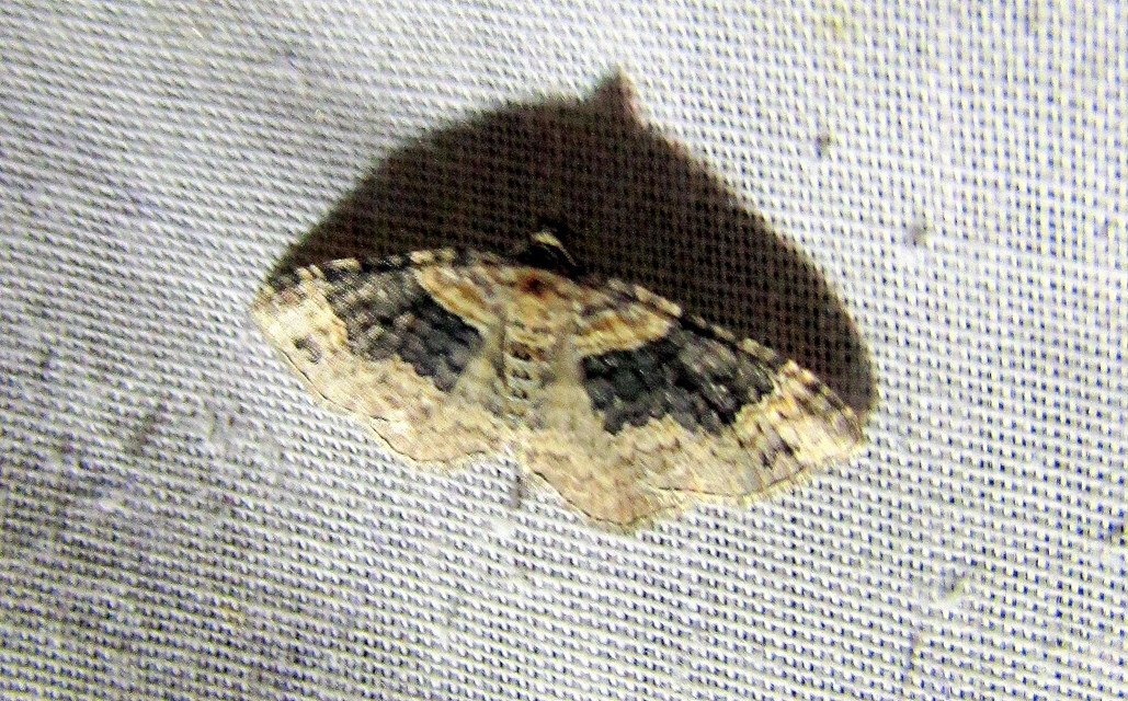 Xanthorhoe ferrugata - kerti tarkaaraszoló