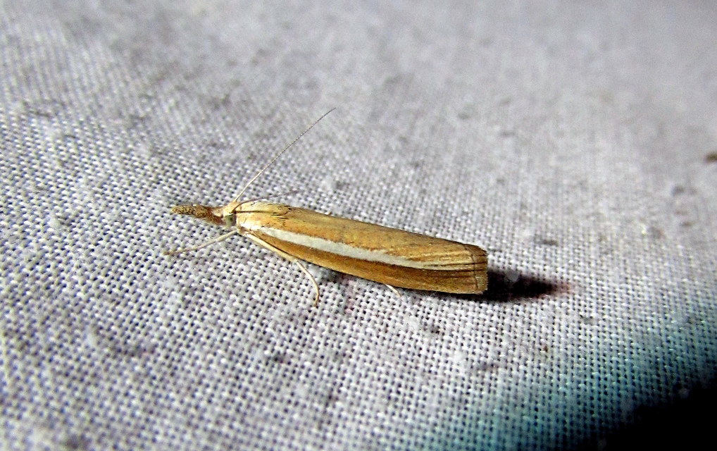 Agriphila