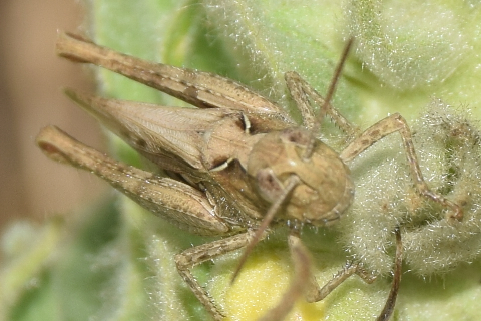 Chorthippus (Glyptobothrus) (subgenus)
