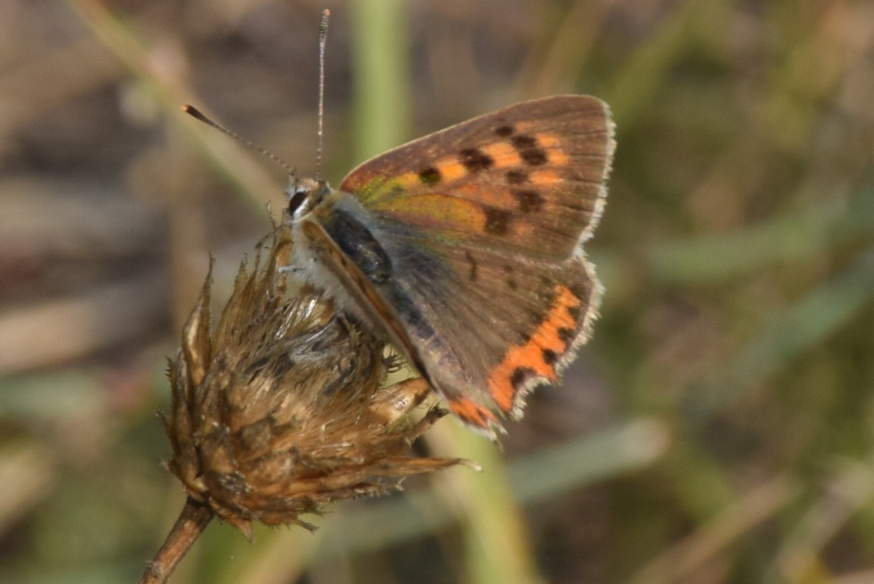 Lycaena phlaeas - közönséges tűzlepke