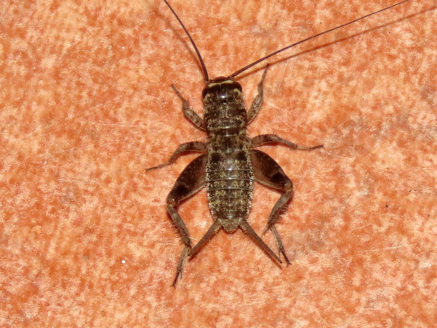 Eumodicogryllus bordigalensis - bordói tücsök