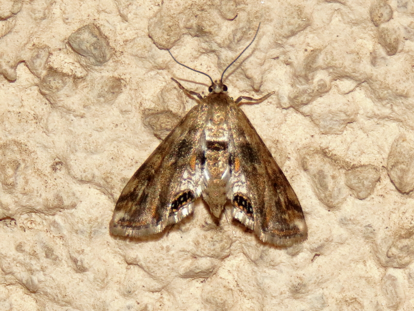Cataclysta lemnata - békalencsemoly